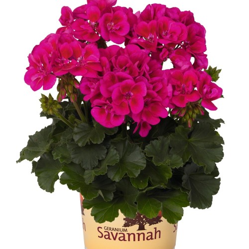Pelargonium 'Savannah® TexMex Merlot Sizzle' - Pelargoon 'Savannah® TexMex Merlot Sizzle' P9/0,55L  